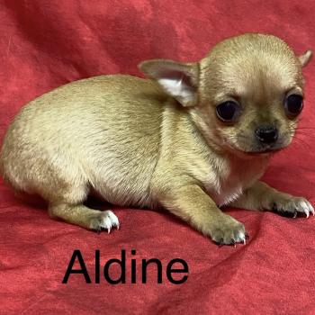 chiot Chihuahua Poil Court ALDINE chihuahua à poil court à réserver Domaine de la Chantelaie
