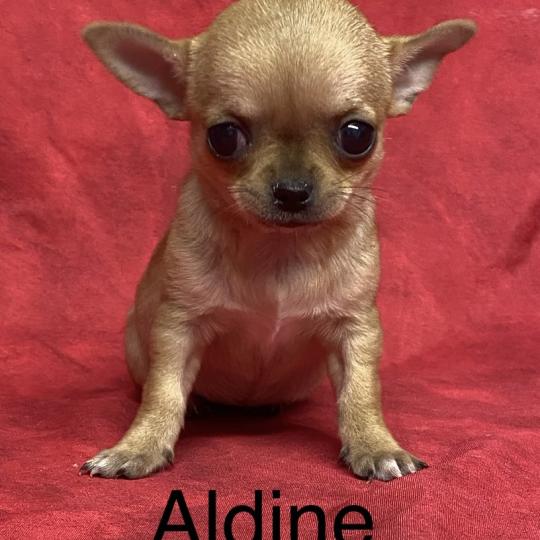 chiot Chihuahua Poil Court ALDINE chihuahua à poil court à réserver Domaine de la Chantelaie