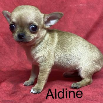 chiot Chihuahua Poil Court ALDINE chihuahua à poil court à réserver Domaine de la Chantelaie