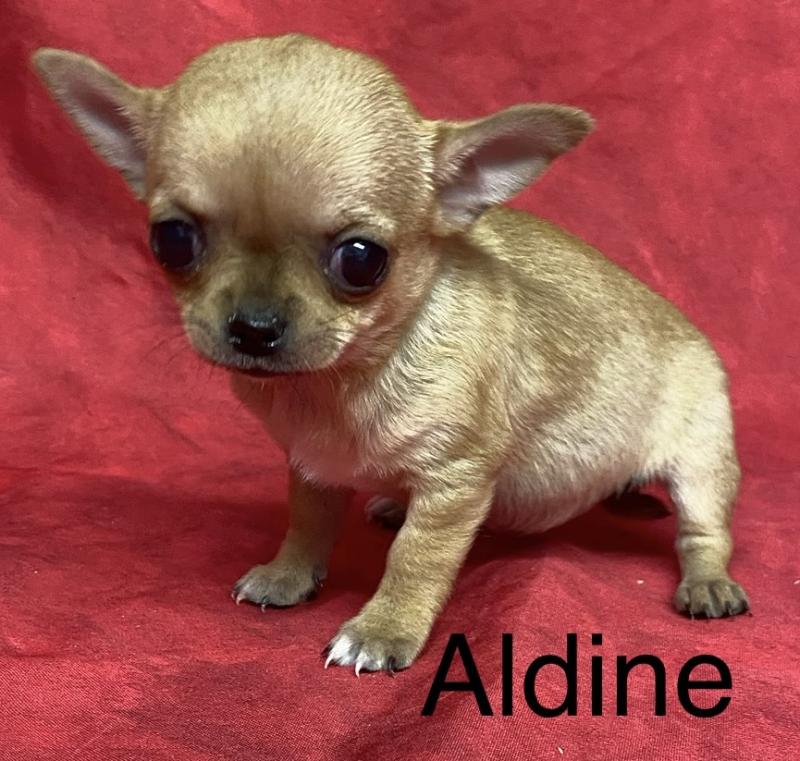 ALDINE chihuahua à poil court à réserver Femelle Chihuahua Poil Court