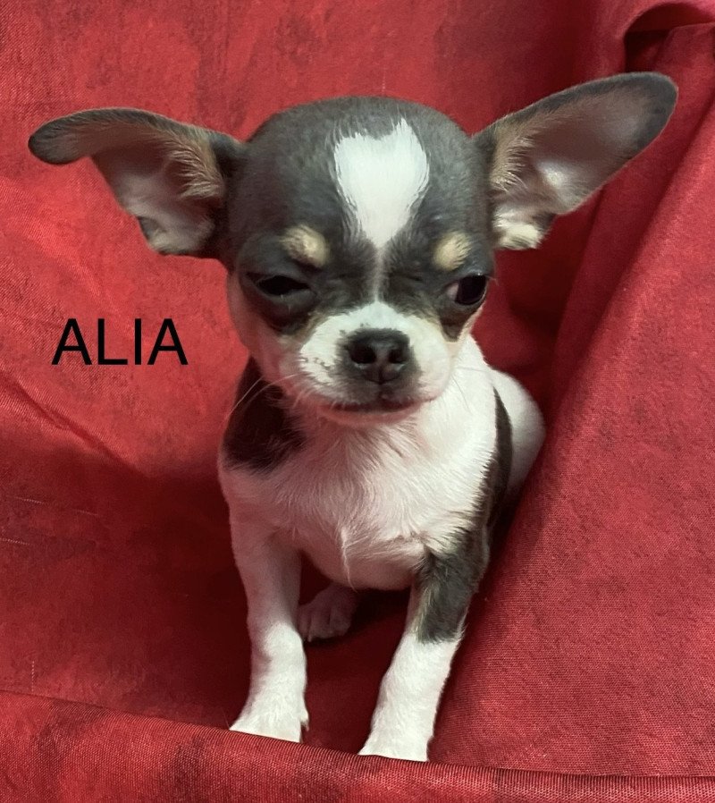 ALIA chihuahua pc Femelle Chihuahua Poil Court