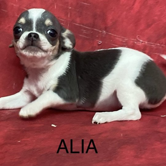 chiot Chihuahua Poil Court ALIA chihuahua pc Domaine de la Chantelaie