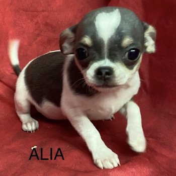 chiot Chihuahua Poil Court ALIA chihuahua pc Domaine de la Chantelaie chiot Chihuahua Poil Court ALIA chihuahua pc Domaine de la Chantelaie