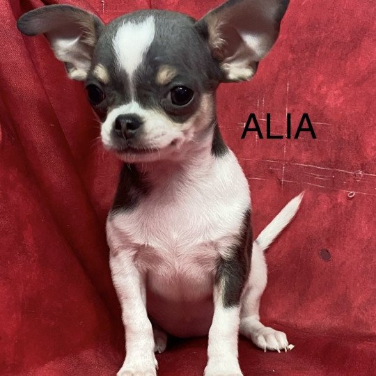 chiot Chihuahua Poil Court ALIA chihuahua pc Domaine de la Chantelaie