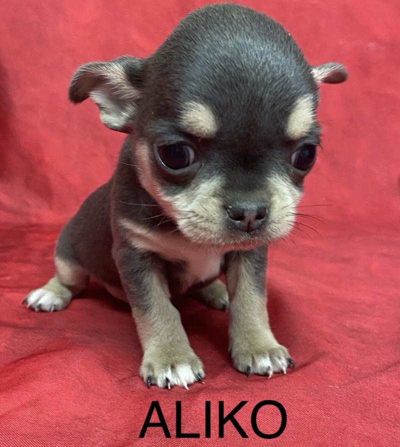 ALIKO chihuahua LOF disponible Mâle Chihuahua Poil Court