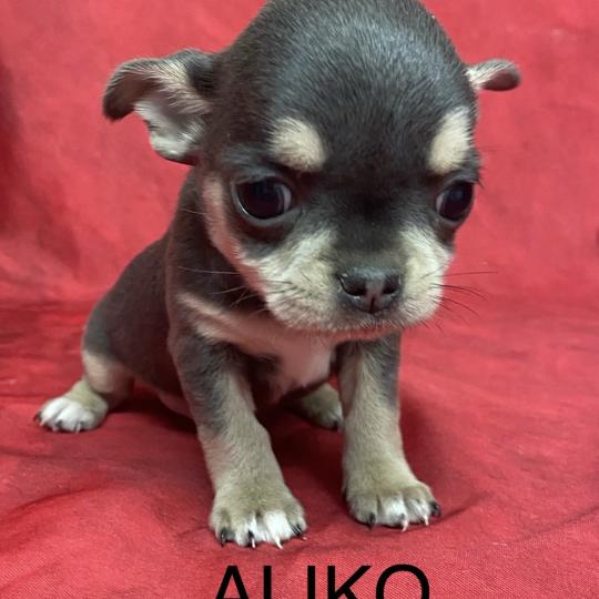 chiot Chihuahua Poil Court ALIKO chihuahua LOF à réserver Domaine de la Chantelaie