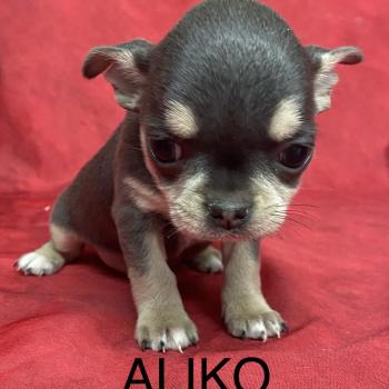 chiot Chihuahua Poil Court ALIKO chihuahua LOF à réserver Domaine de la Chantelaie