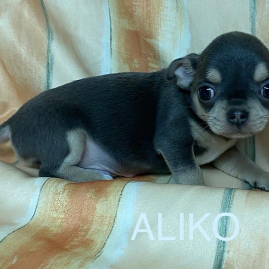 chiot Chihuahua Poil Court ALIKO chihuahua LOF disponible Domaine de la Chantelaie