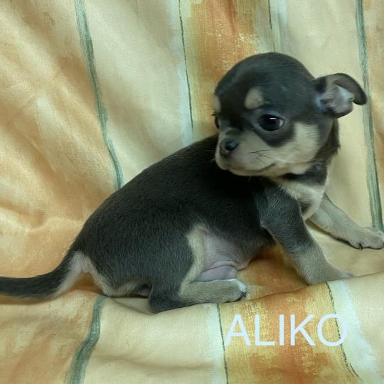 chiot Chihuahua Poil Court ALIKO chihuahua LOF disponible Domaine de la Chantelaie