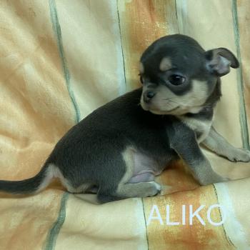 chiot Chihuahua Poil Court ALIKO chihuahua LOF disponible Domaine de la Chantelaie