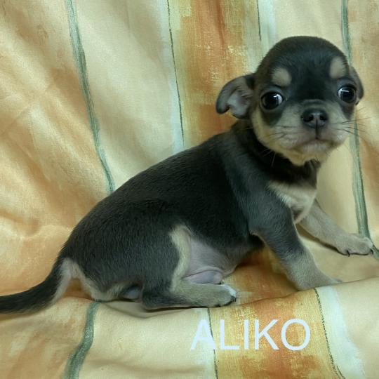 chiot Chihuahua Poil Court ALIKO chihuahua LOF disponible Domaine de la Chantelaie