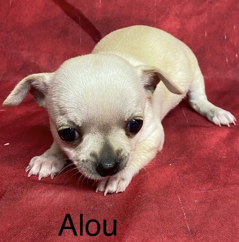 ALOU chihuahua à réserver Mâle Chihuahua Poil Court