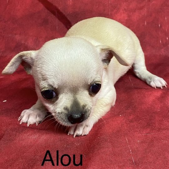 chiot Chihuahua Poil Court ALOU chihuahua à réserver Domaine de la Chantelaie