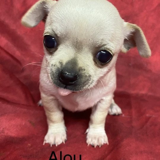 chiot Chihuahua Poil Court ALOU chihuahua à réserver Domaine de la Chantelaie