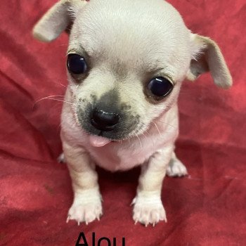 chiot Chihuahua Poil Court ALOU chihuahua à réserver Domaine de la Chantelaie