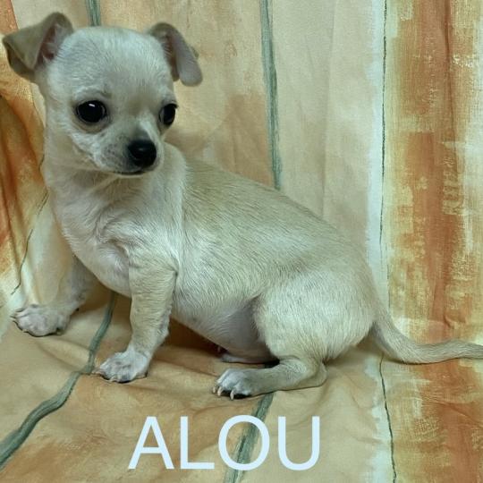 chiot Chihuahua Poil Court fauve clair et blanc ALOU chihuahua à poils courts Domaine de la Chantelaie