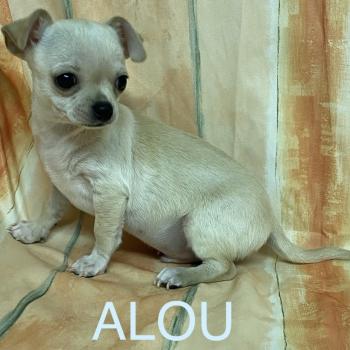 chiot Chihuahua Poil Court fauve clair et blanc ALOU chihuahua à poils courts Domaine de la Chantelaie