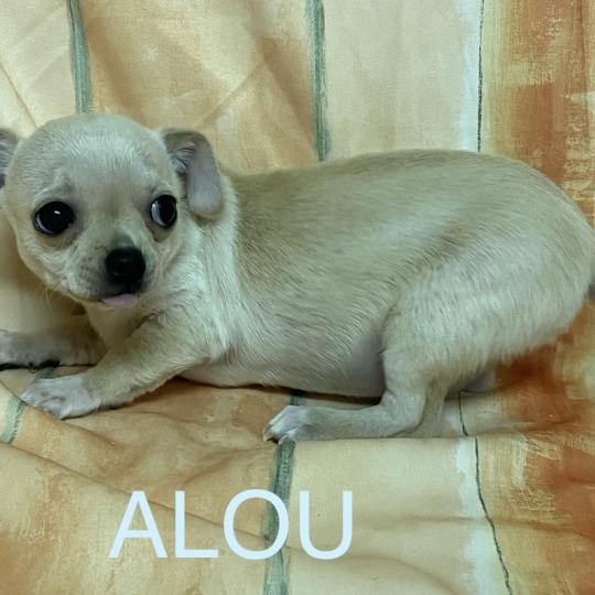 chiot Chihuahua Poil Court fauve clair et blanc ALOU chihuahua à poils courts Domaine de la Chantelaie