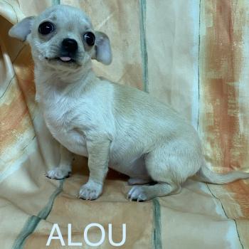 chiot Chihuahua Poil Court fauve clair et blanc ALOU chihuahua à poils courts Domaine de la Chantelaie