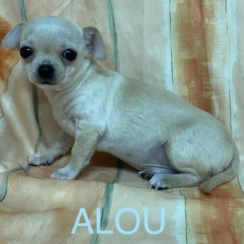 chiot Chihuahua Poil Court fauve clair et blanc ALOU chihuahua à poils courts Domaine de la Chantelaie