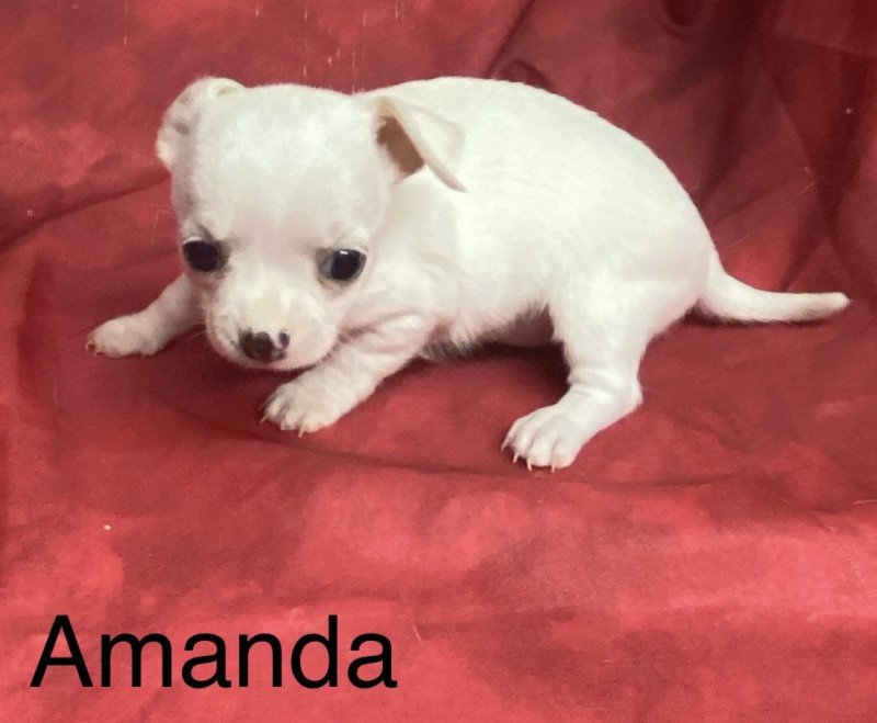 AMANDA chihuahua à réserver Femelle Chihuahua Poil Court