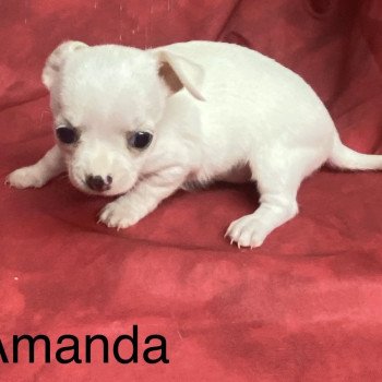 chiot Chihuahua Poil Court AMANDA chihuahua à réserver Domaine de la Chantelaie