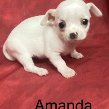 chiot Chihuahua Poil Court AMANDA chihuahua à réserver Domaine de la Chantelaie