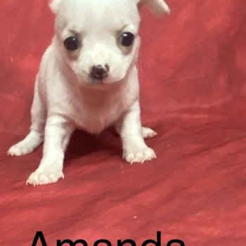 chiot Chihuahua Poil Court AMANDA chihuahua à réserver Domaine de la Chantelaie