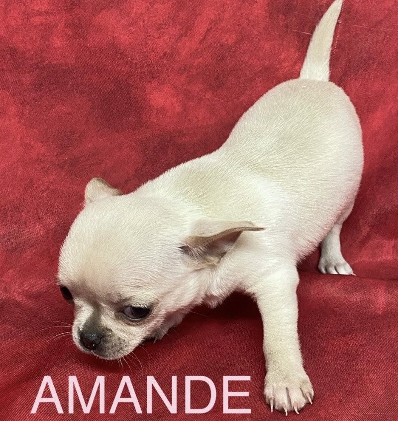 AMANDE chihuahua pc Femelle Chihuahua Poil Court