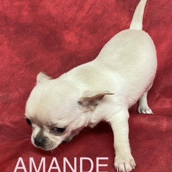 chiot Chihuahua Poil Court AMANDE chihuahua pc Domaine de la Chantelaie chiot Chihuahua Poil Court AMANDE chihuahua pc Domaine de la Chantelaie