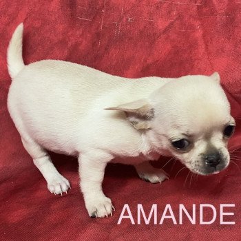 chiot Chihuahua Poil Court AMANDE chihuahua pc Domaine de la Chantelaie chiot Chihuahua Poil Court AMANDE chihuahua pc Domaine de la Chantelaie