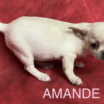 chiot Chihuahua Poil Court AMANDE chihuahua pc Domaine de la Chantelaie chiot Chihuahua Poil Court AMANDE chihuahua pc Domaine de la Chantelaie
