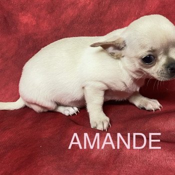 chiot Chihuahua Poil Court AMANDE chihuahua pc Domaine de la Chantelaie chiot Chihuahua Poil Court AMANDE chihuahua pc Domaine de la Chantelaie