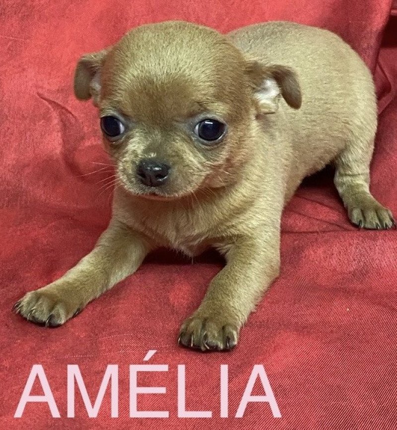 AMÉLIA chihuahua pc Femelle Chihuahua Poil Court