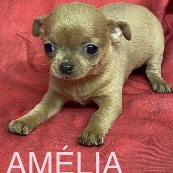 chiot Chihuahua Poil Court AMÉLIA chihuahua pc Domaine de la Chantelaie chiot Chihuahua Poil Court AMÉLIA chihuahua pc Domaine de la Chantelaie