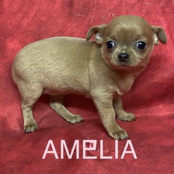 chiot Chihuahua Poil Court AMÉLIA chihuahua pc Domaine de la Chantelaie chiot Chihuahua Poil Court AMÉLIA chihuahua pc Domaine de la Chantelaie