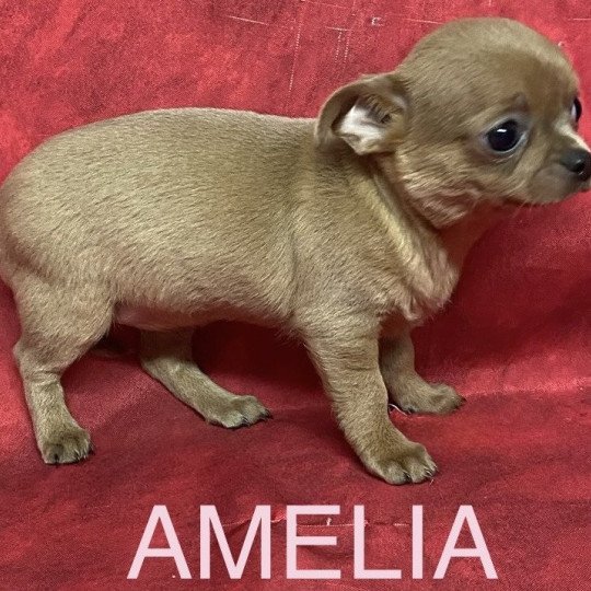chiot Chihuahua Poil Court AMÉLIA chihuahua pc Domaine de la Chantelaie