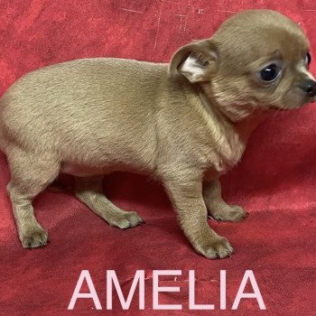 chiot Chihuahua Poil Court AMÉLIA chihuahua pc Domaine de la Chantelaie chiot Chihuahua Poil Court AMÉLIA chihuahua pc Domaine de la Chantelaie