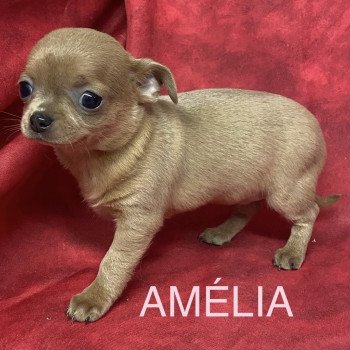chiot Chihuahua Poil Court AMÉLIA chihuahua pc Domaine de la Chantelaie chiot Chihuahua Poil Court AMÉLIA chihuahua pc Domaine de la Chantelaie