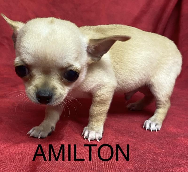 AMILTON chihuahua à poil court à réserver Mâle Chihuahua Poil Court