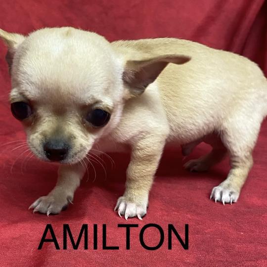 chiot Chihuahua Poil Court AMILTON chihuahua à poil court à réserver Domaine de la Chantelaie