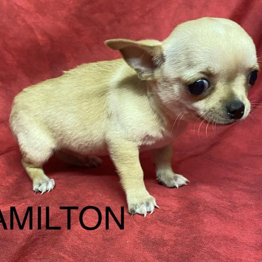 chiot Chihuahua Poil Court AMILTON chihuahua à poil court à réserver Domaine de la Chantelaie