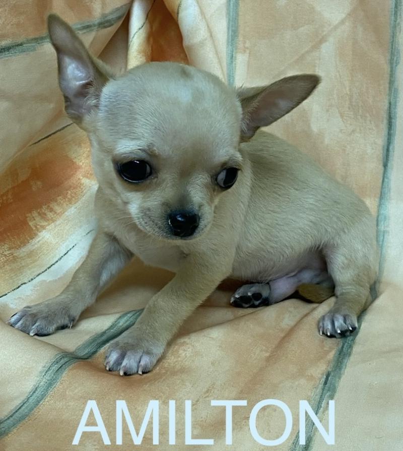 AMILTON chihuahua à poil court DISPONIBLE Mâle Chihuahua Poil Court
