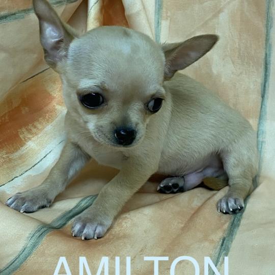 AMILTON chihuahua à poil court DISPONIBLE Mâle Chihuahua Poil Court