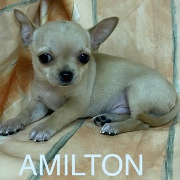 chiot Chihuahua Poil Court AMILTON chihuahua à poil court à réserver Domaine de la Chantelaie