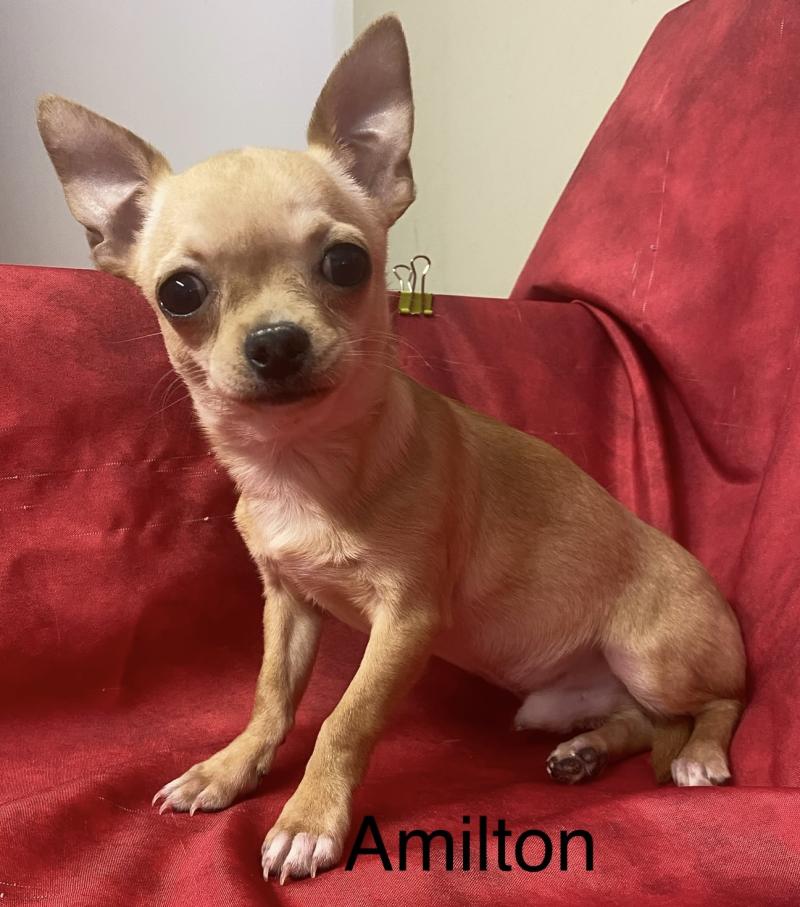 AMILTON chihuahua à poil court DISPONIBLE Mâle Chihuahua Poil Court