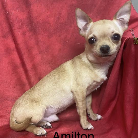 chiot Chihuahua Poil Court AMILTON chihuahua à poil court DISPONIBLE Domaine de la Chantelaie