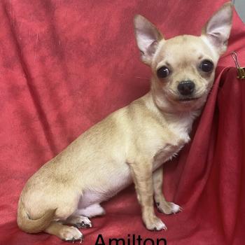 chiot Chihuahua Poil Court AMILTON chihuahua à poil court DISPONIBLE Domaine de la Chantelaie