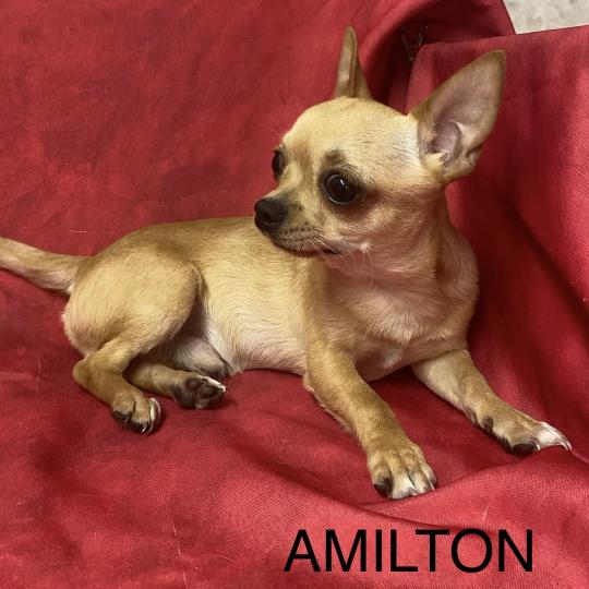 chiot Chihuahua Poil Court AMILTON chihuahua à poil court DISPONIBLE Domaine de la Chantelaie