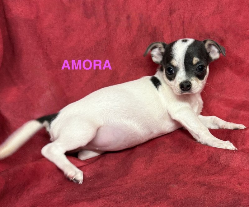 AMORA chihuahua pc Femelle Chihuahua Poil Court